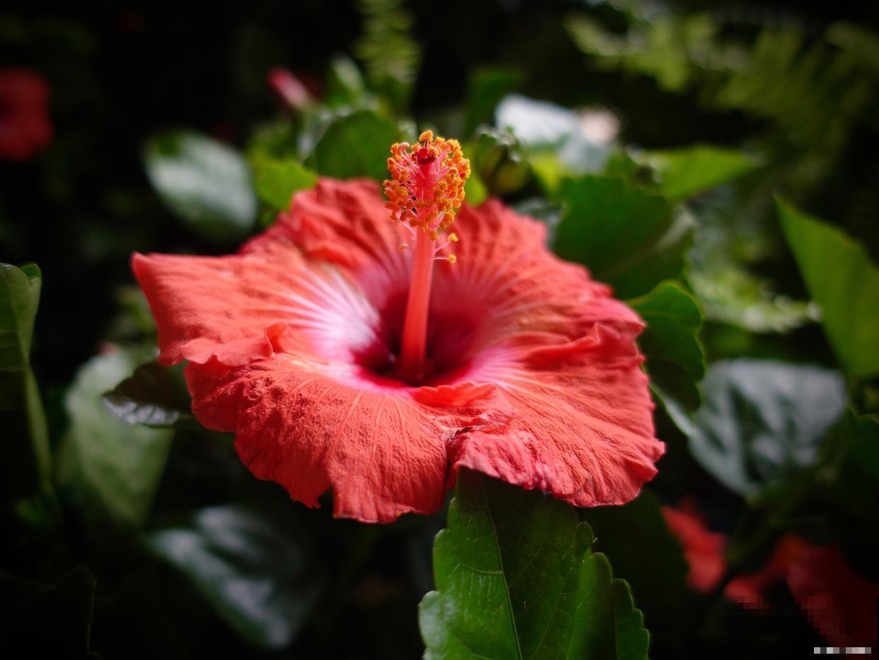 扶桑花怎么剪开败的花 扶桑花怎么剪开败的花