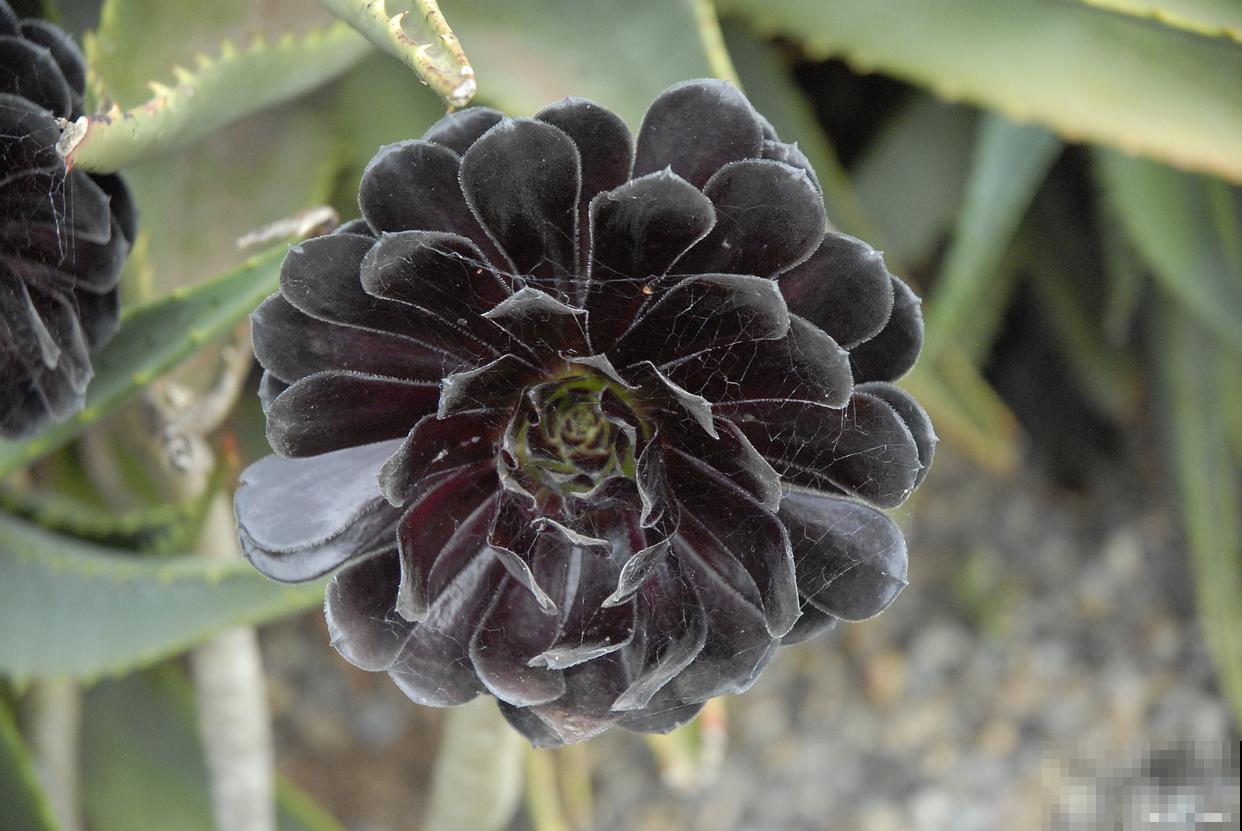 黑金刚花怎么养? 黑金刚花怎么养?