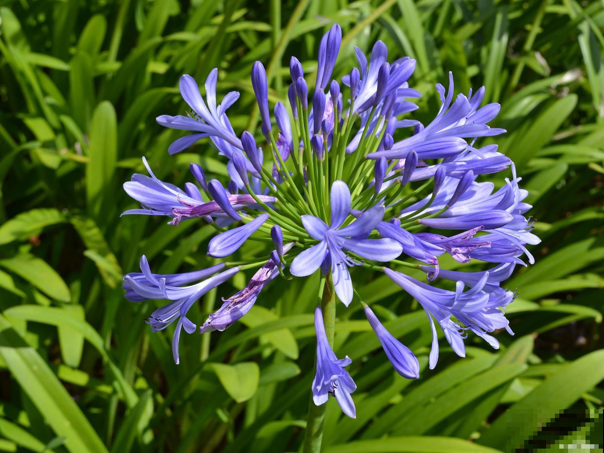 百子莲怎么养殖方法