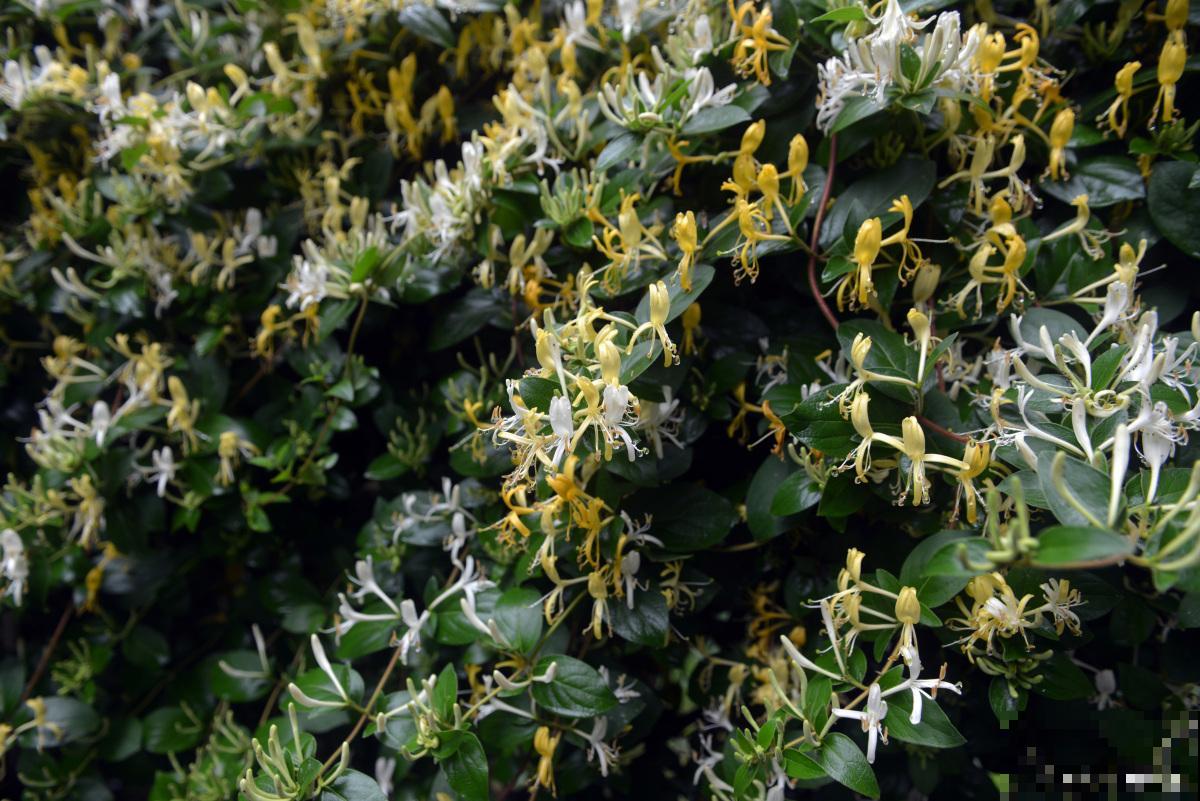 金银忍冬怎么养？