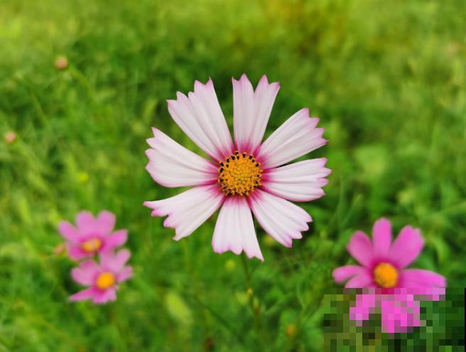 家里有波斯菊种子，记住这4步，轻松种出一大片