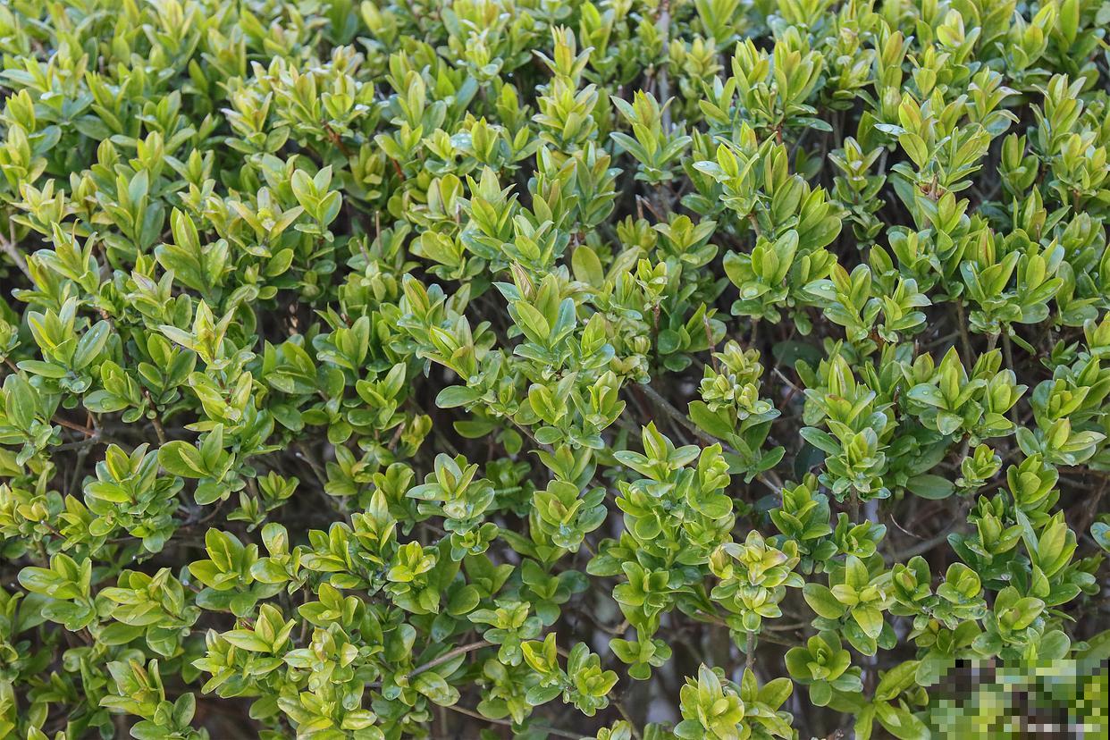 冬青什么时候开花