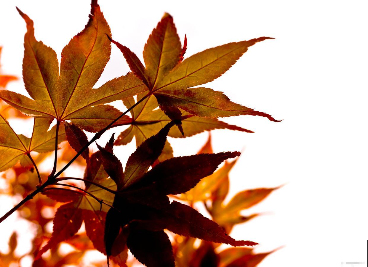 黄叶植物有哪些? 黄叶植物有哪些?