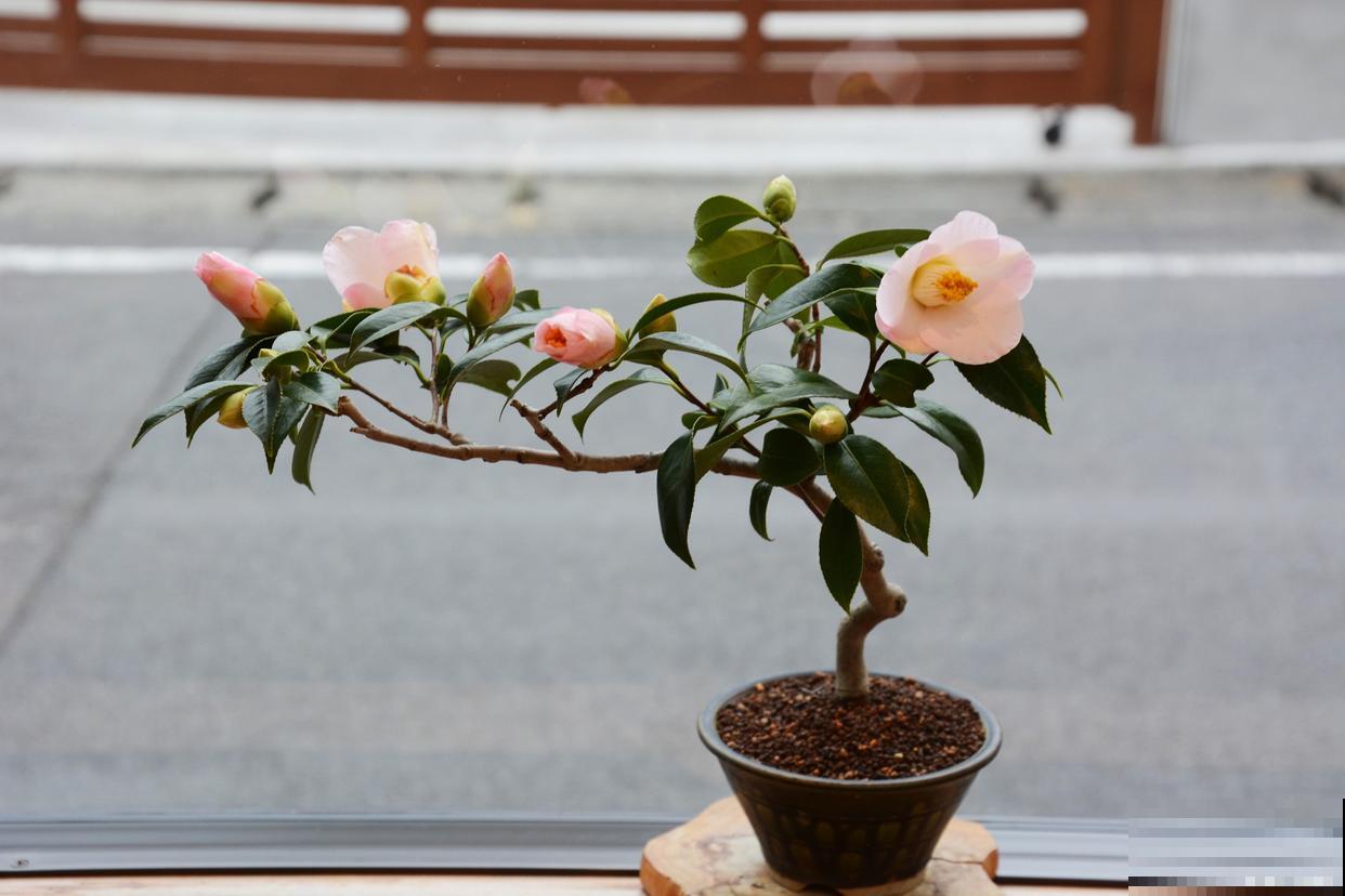 盆栽茶花怎么养? 盆栽茶花怎么养?