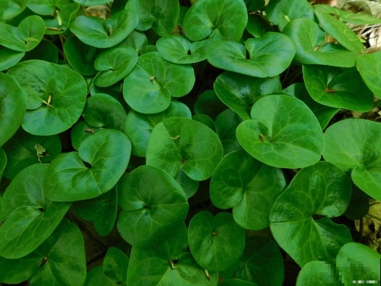 哪些花好看又好养 哪些花好看又好养