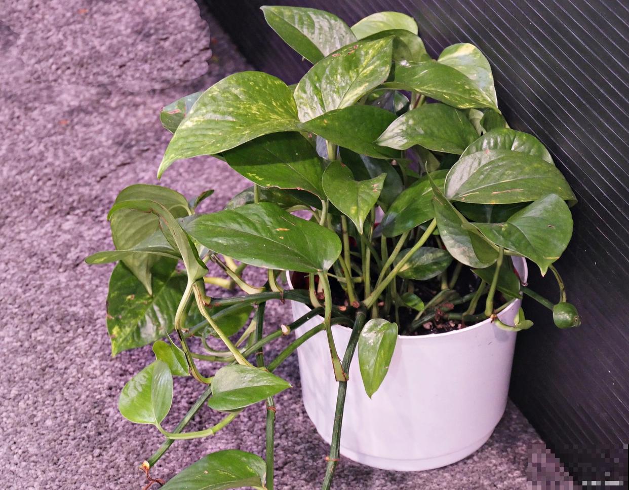 绿萝柱怎么修剪？