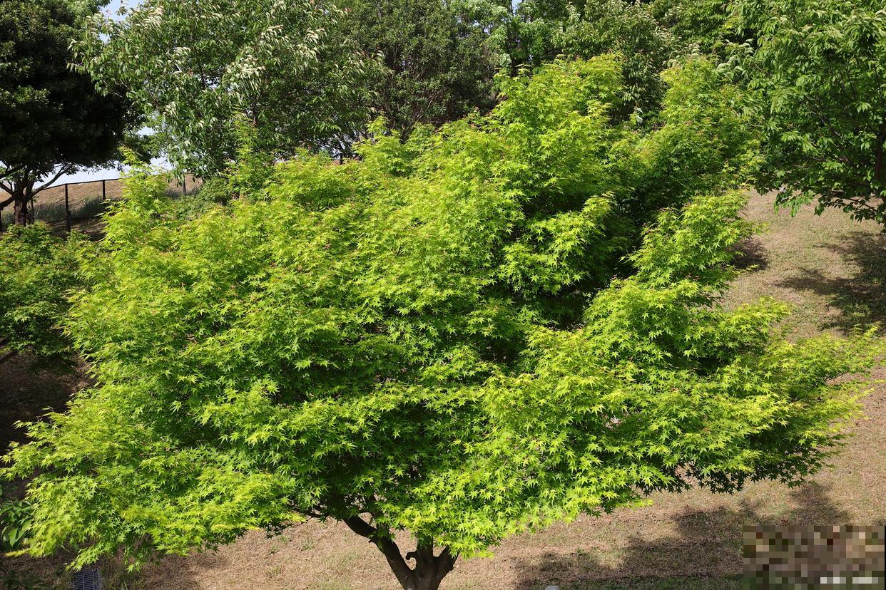 榆树伤口怎么处理