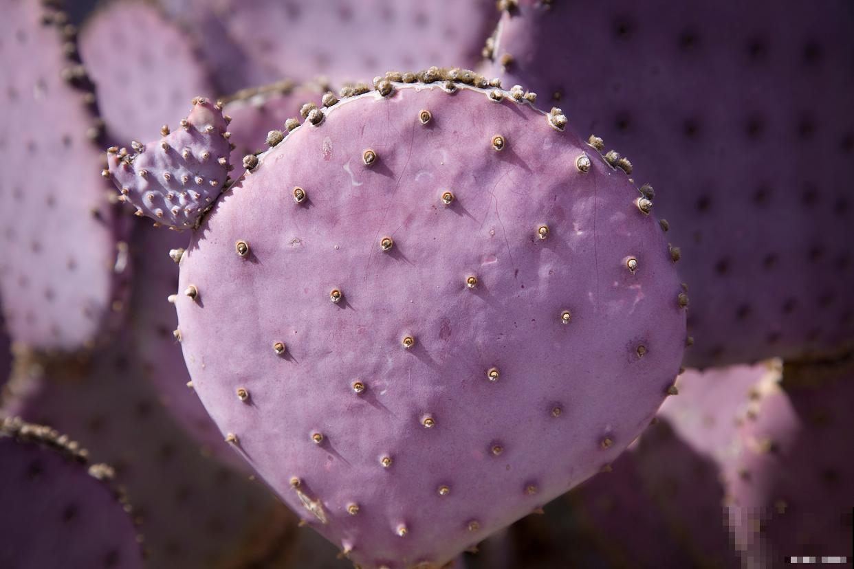 紫色的多肉叫什么名字