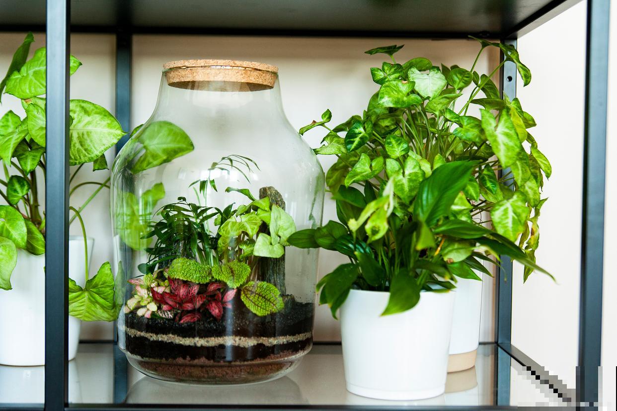 半水培植物怎么养