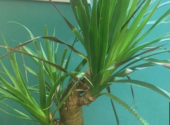 龙血树浇水要注意，根据季节进行，植物长势才好