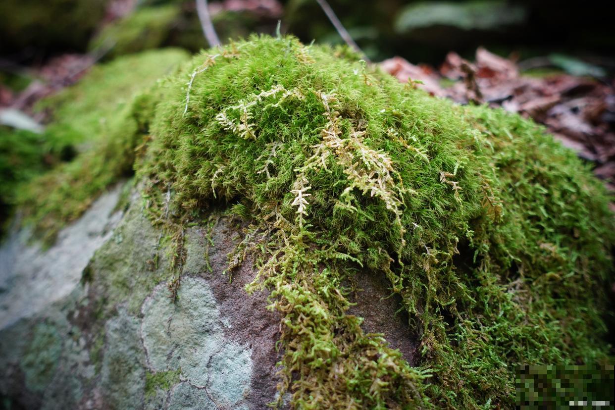 苔藓怎么养活的？