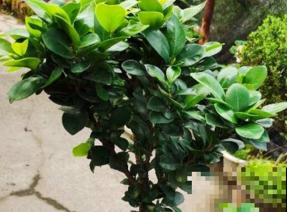 小叶榕掉叶子,主要和这5点有关,赶紧治疗还有救 小叶榕掉叶子,主要和这5点有关,赶紧治疗还有救