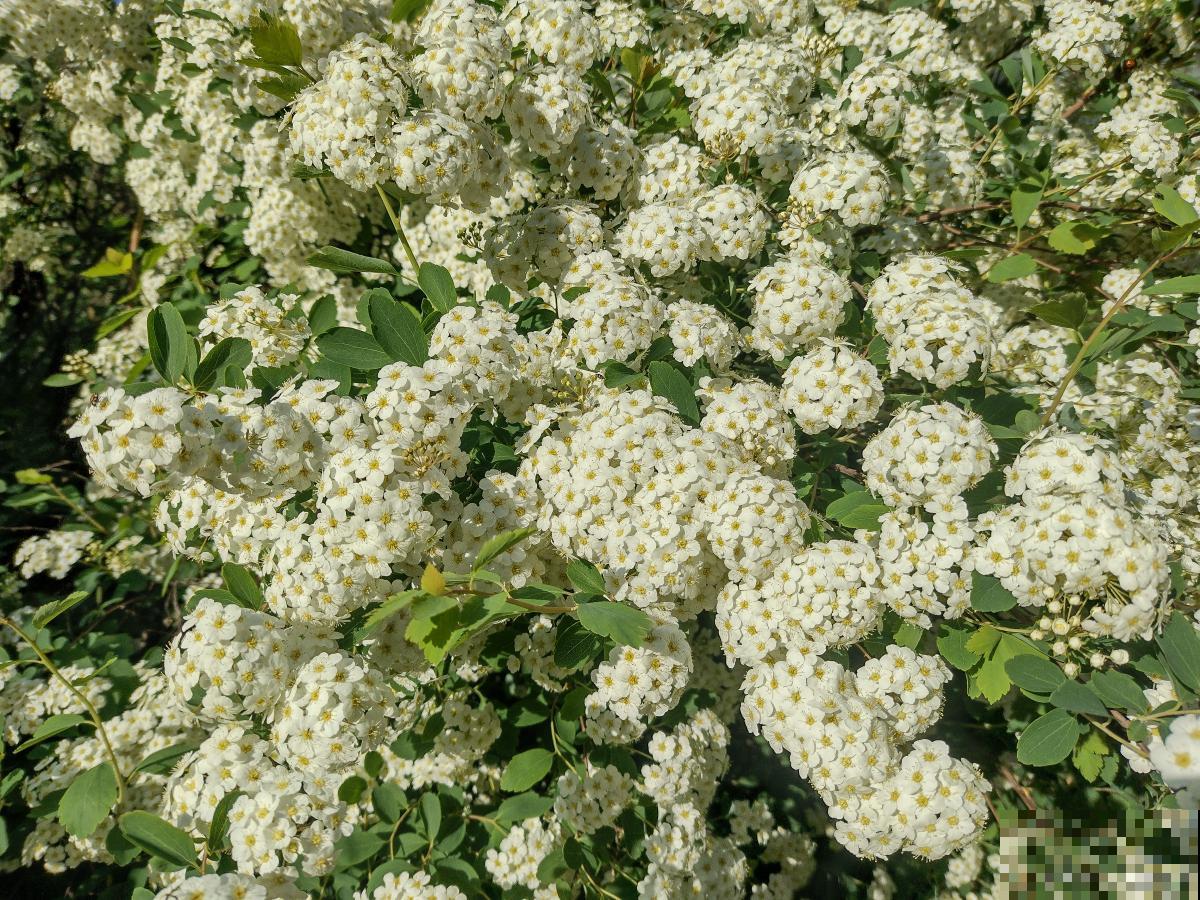 麻叶绣线菊怎么养