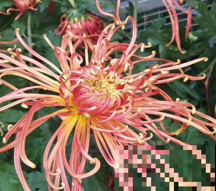 菊花的种植简单，记住这4点，开花更大