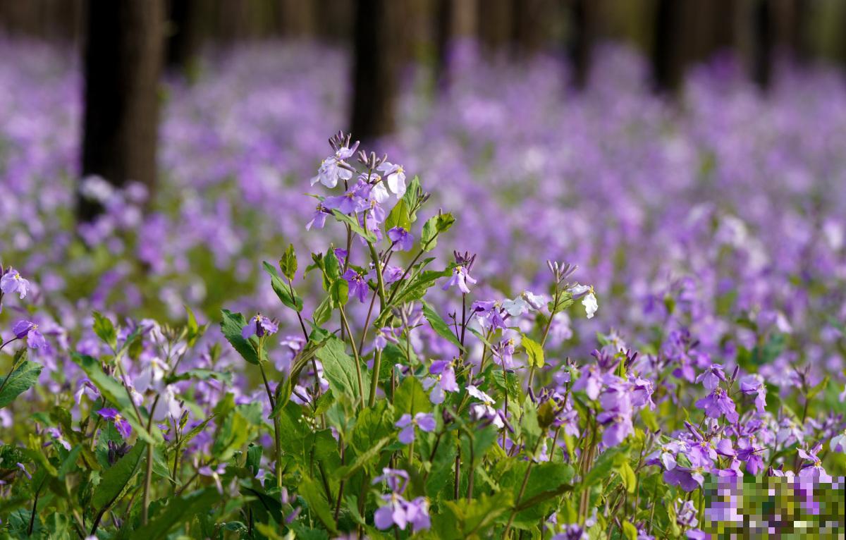 二月兰如何种植？