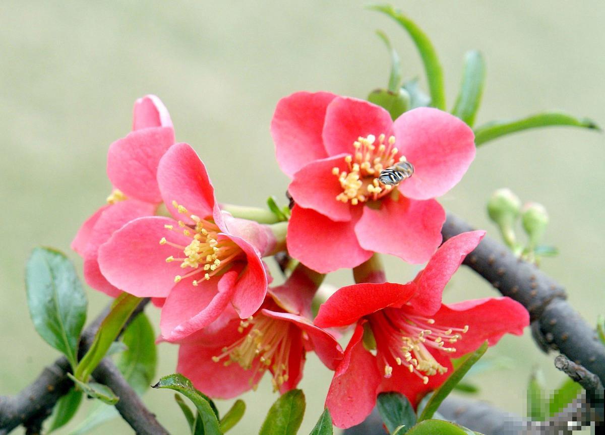 盆栽贴梗海棠怎么养 盆栽贴梗海棠怎么养