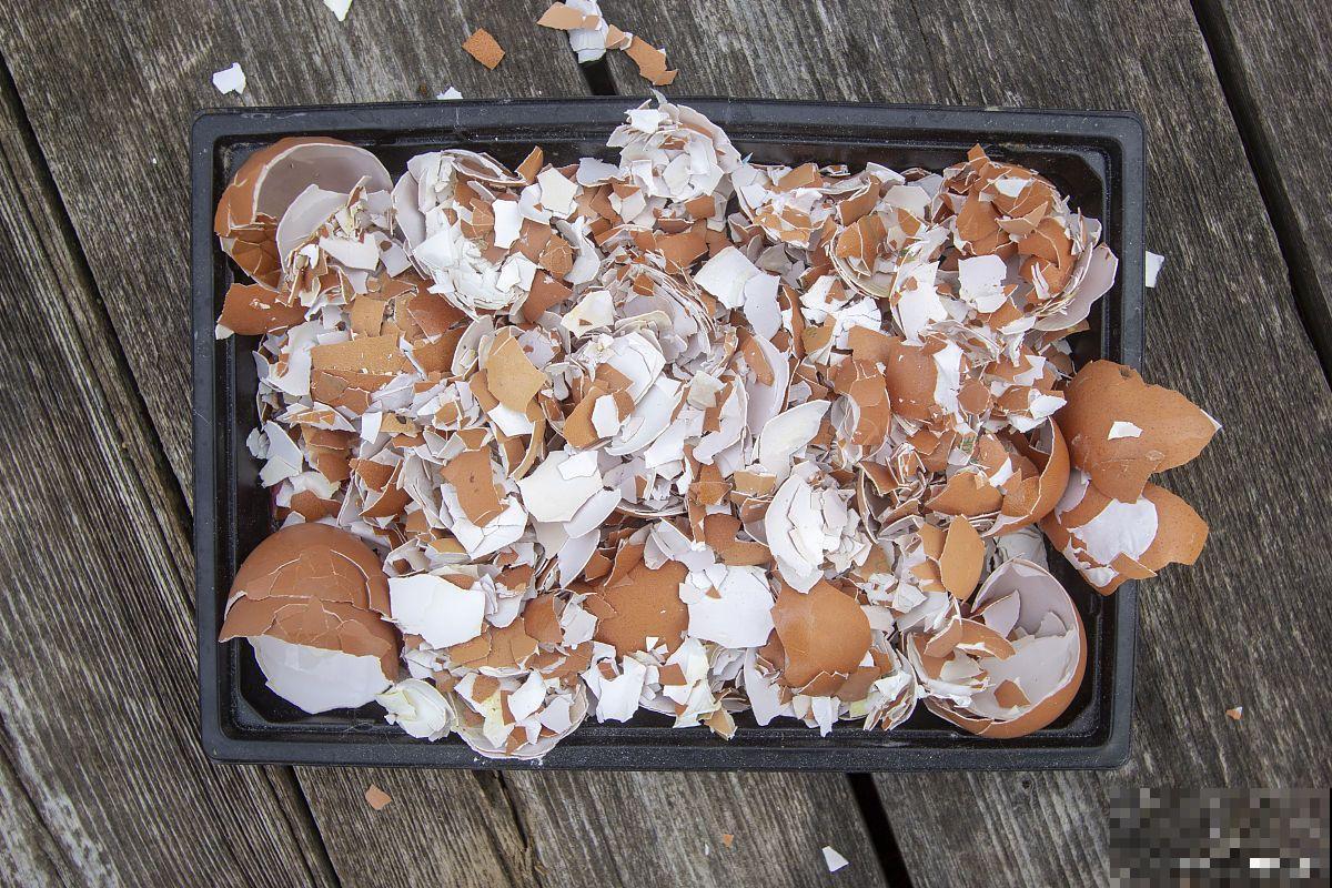 蛋壳是什么肥啊？