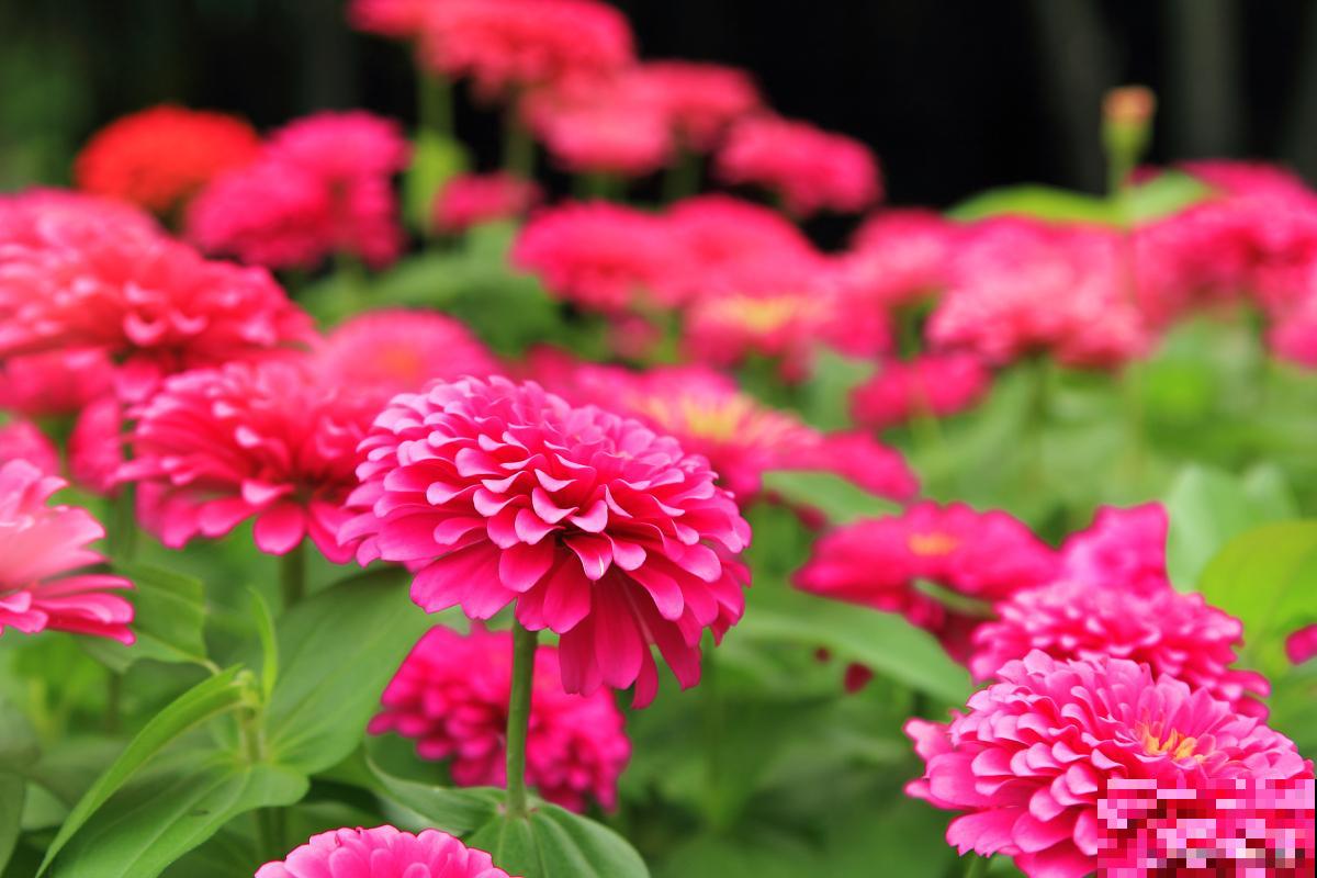 百日菊徒长怎么办