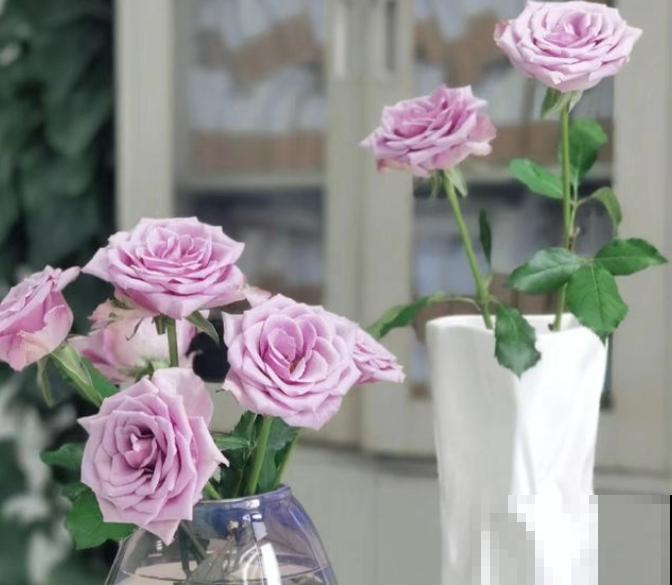 网购鲜花，收到后要醒花，养殖时间更长久