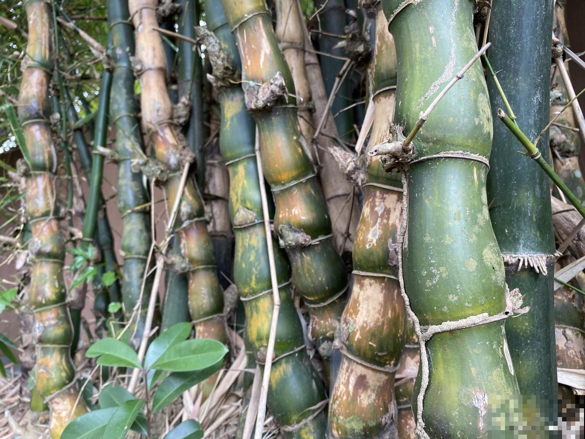 佛肚竹用什么土？