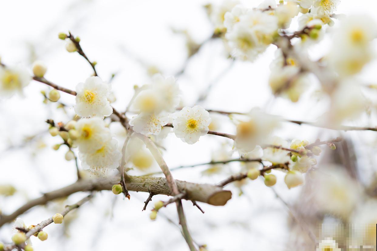 白梅什么时候开花
