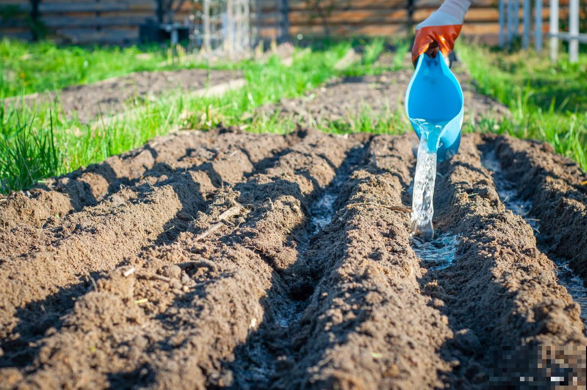 花施肥多了怎么办 花施肥多了怎么办