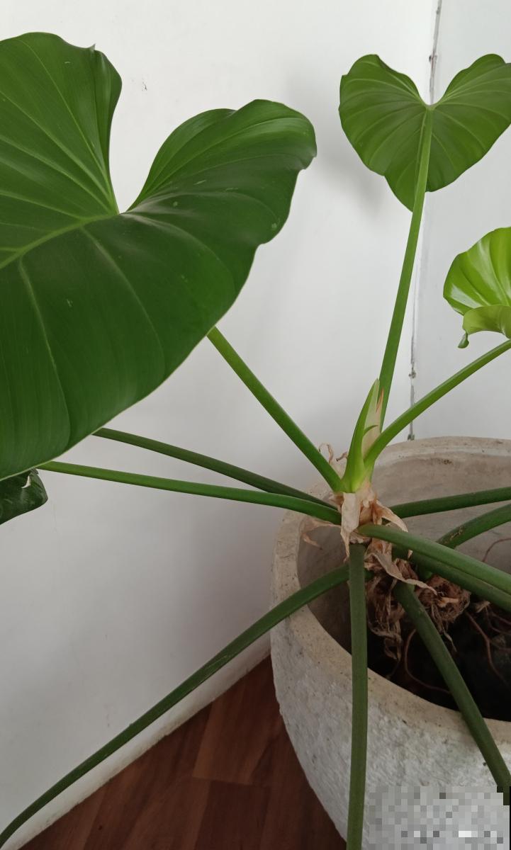 滴水观音开什么花