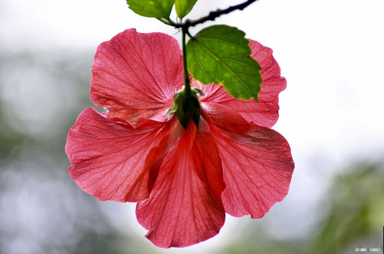 扶桑花什么时候扦插 扶桑花什么时候扦插