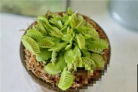 驱蚊植物是什么？五种驱蚊植物来了