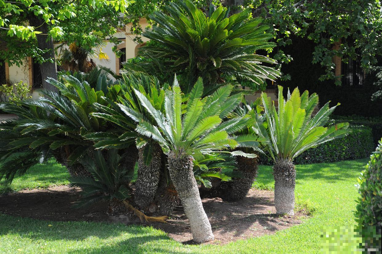 墨西哥铁树的养殖方法和注意事项