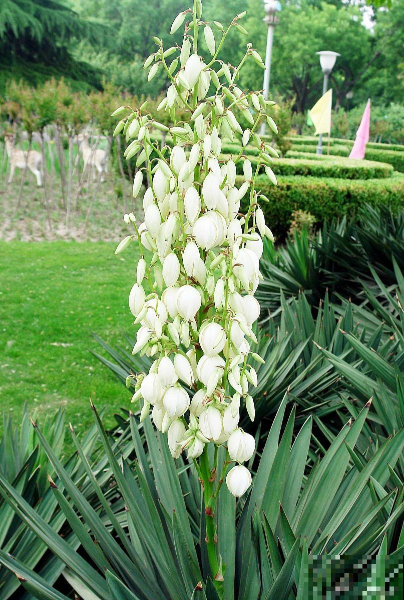 凤尾兰什么时候开花