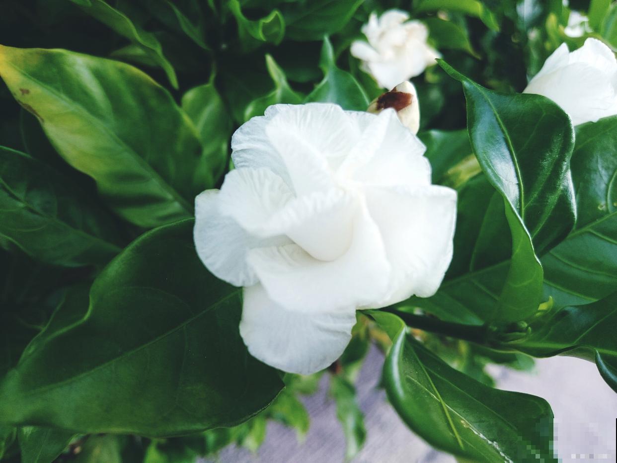 栀子花养殖方法，在家轻松养