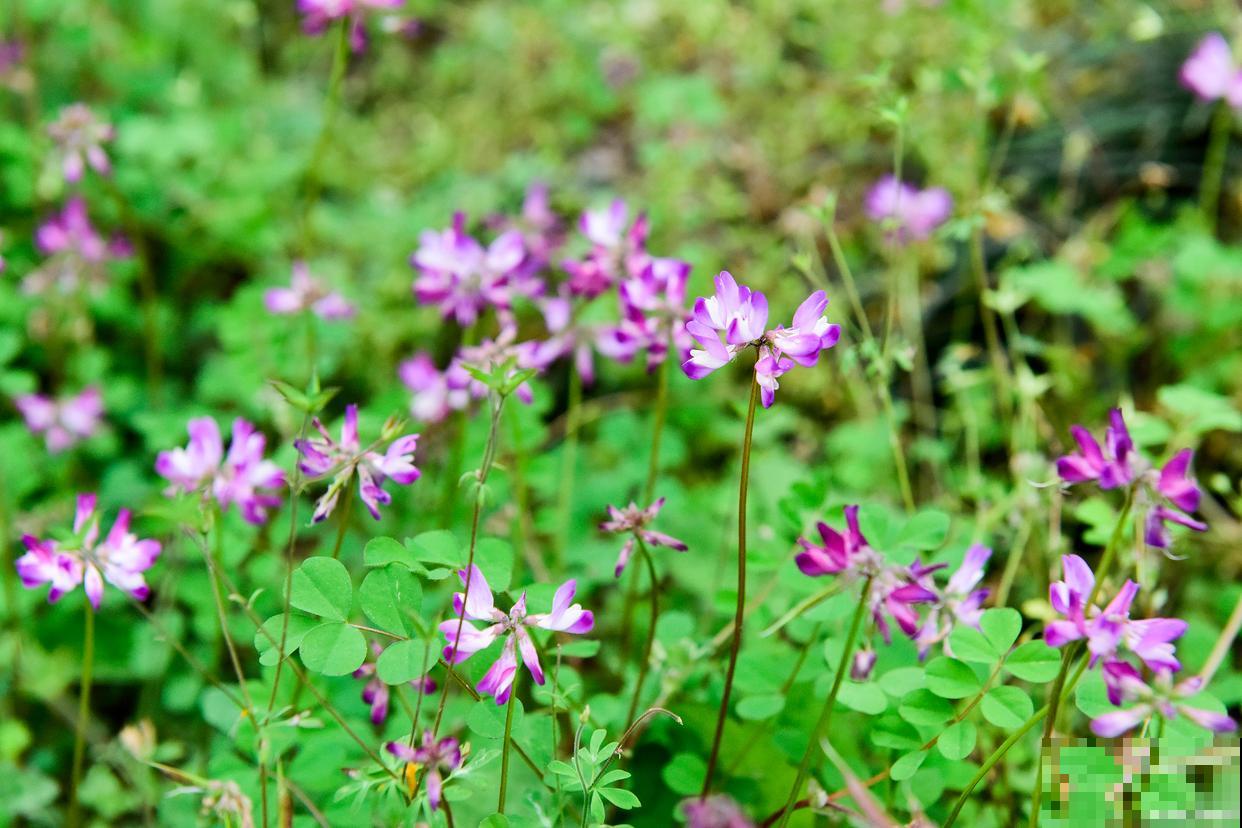 紫云英怎么种植？