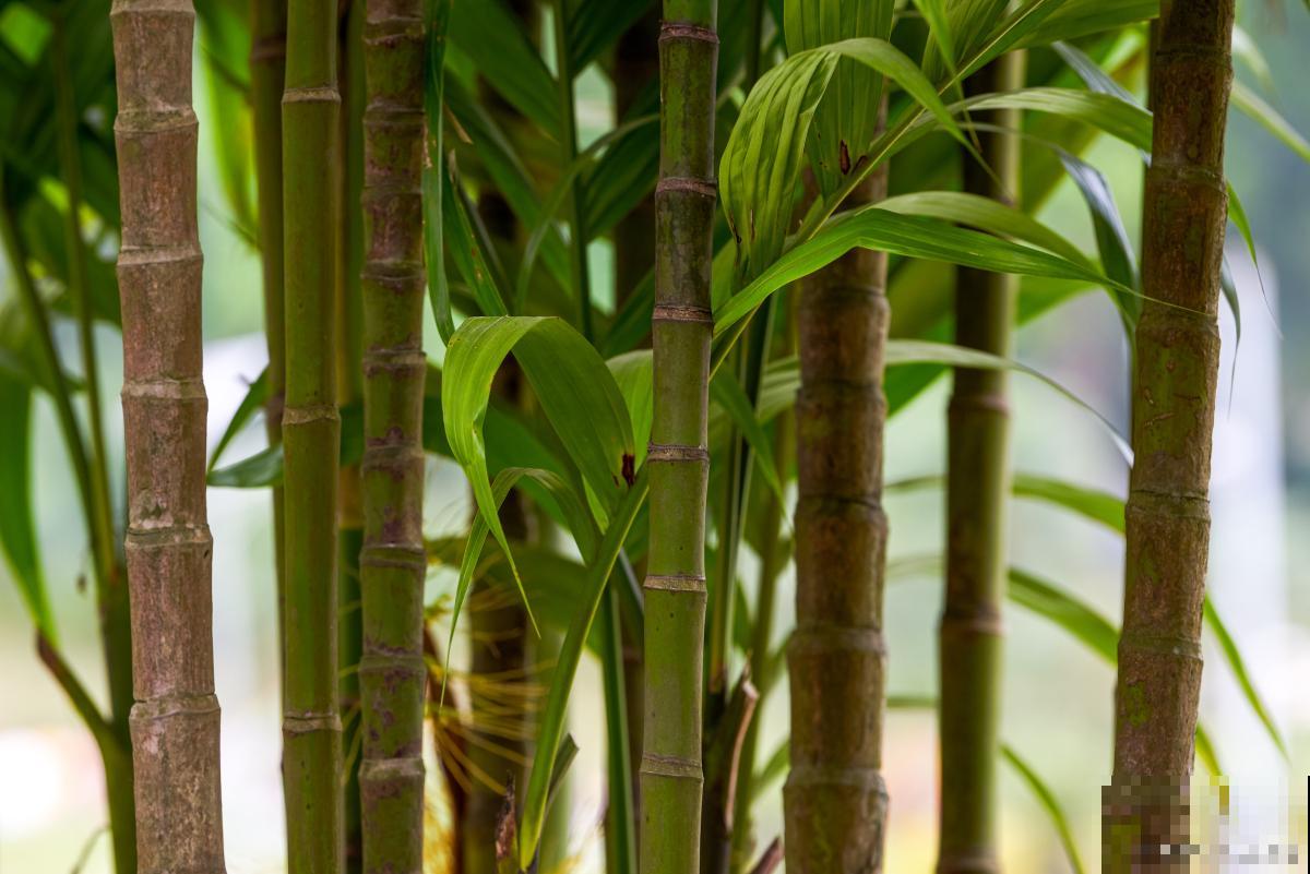 水竹如何养殖的？