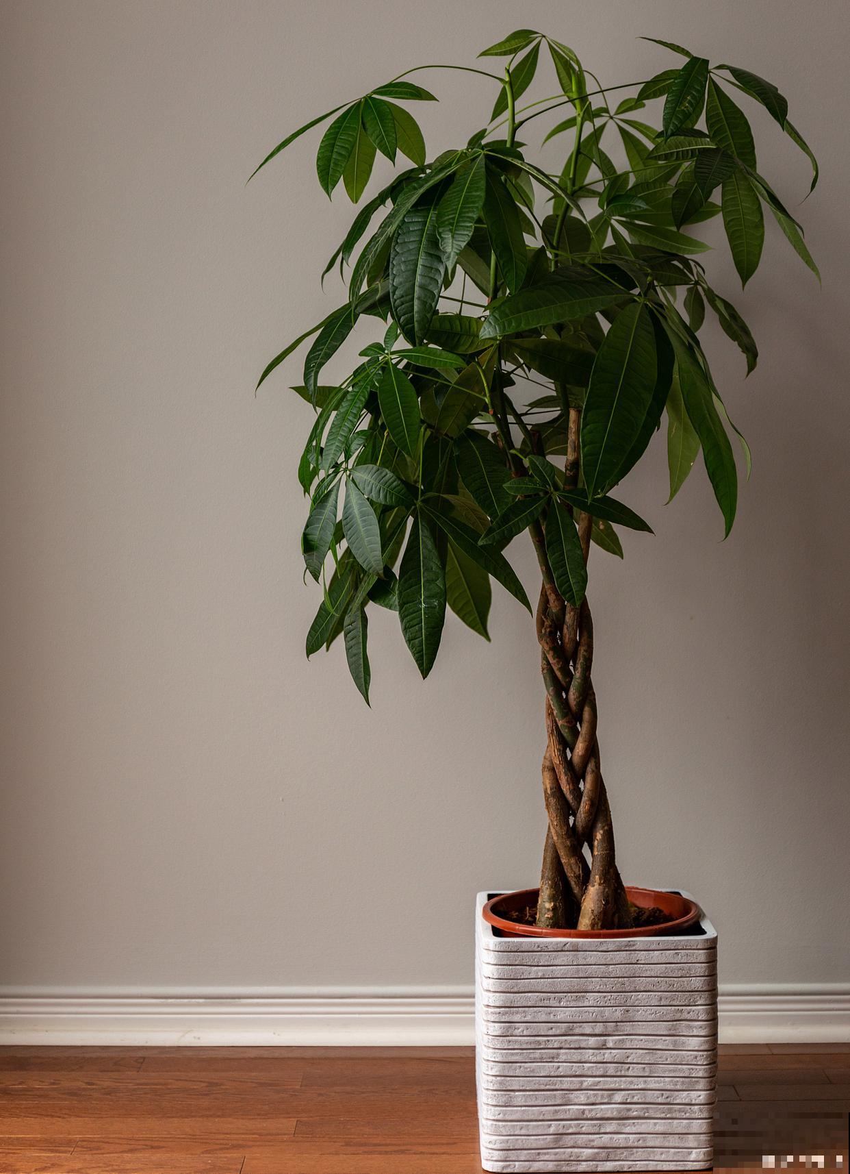 发财树养殖方法与技巧