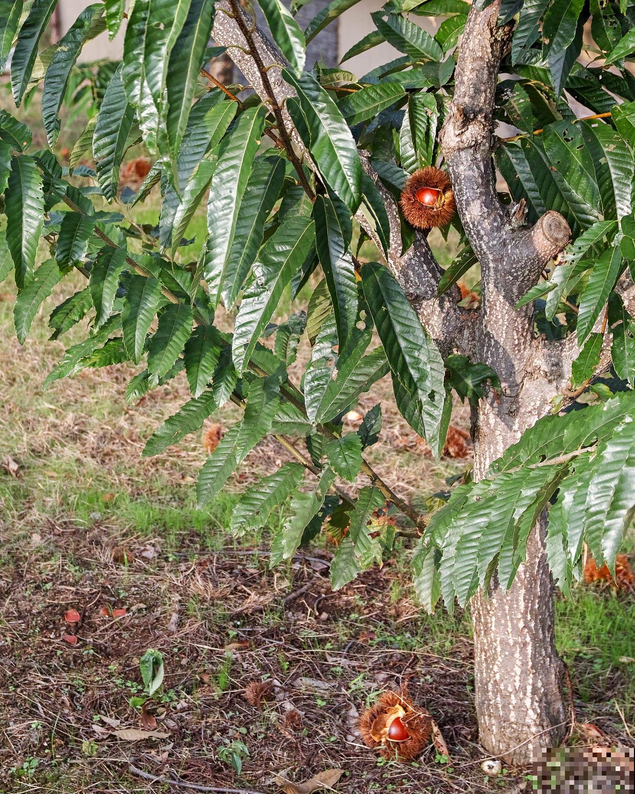 板栗种植时间和方法