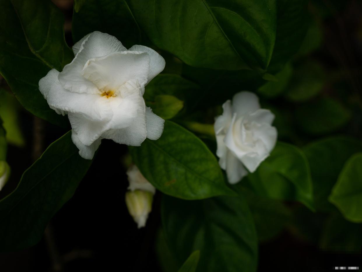 栀子花叶子晒蔫了，能够恢复吗？