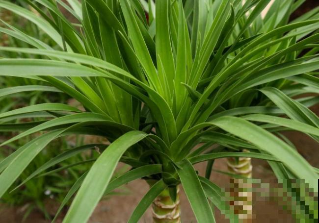 龙血树叶太多了，可以从底部掰掉，掰掉后要注意通风养殖