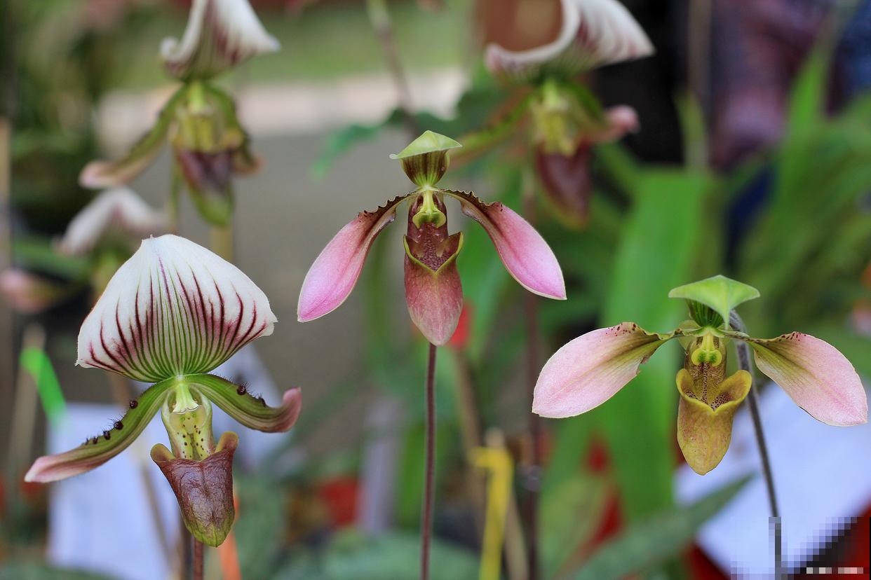 兜兰怎么种植的？