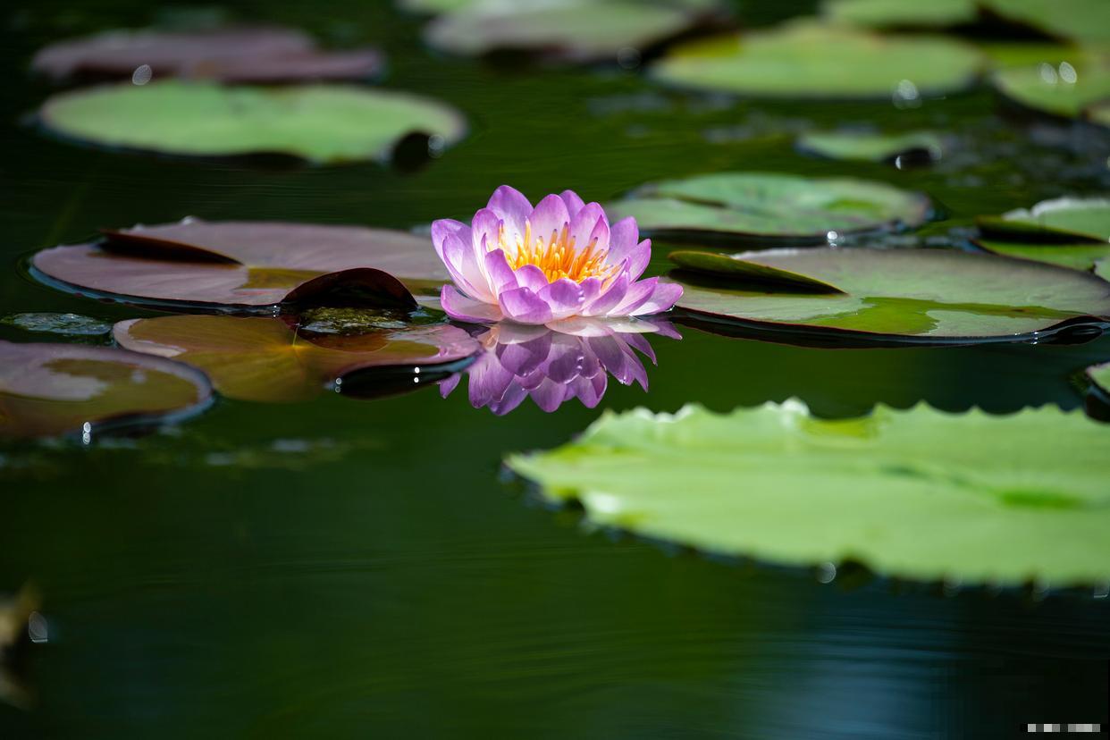 睡莲怎么修剪的？