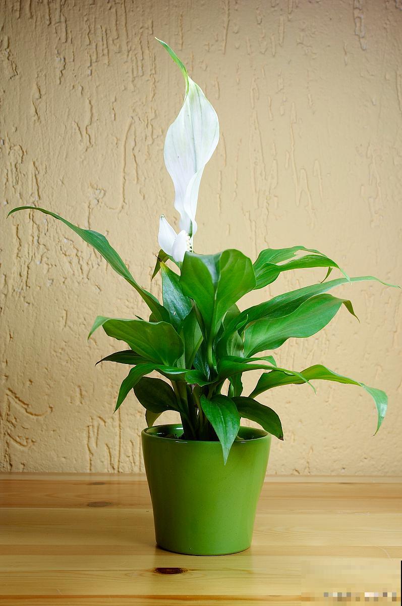 白掌的花怎么变绿了 白掌的花怎么变绿了