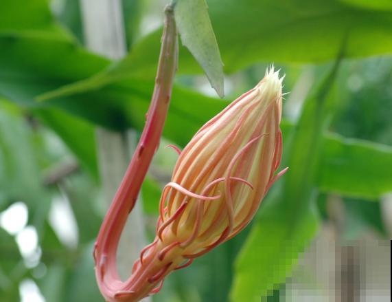 昙花养殖修剪，记住这4步，养殖不出问题