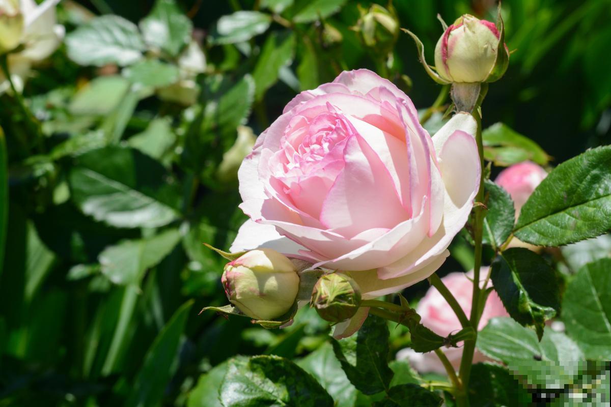 月季有红蜘蛛怎么办 月季有红蜘蛛怎么办