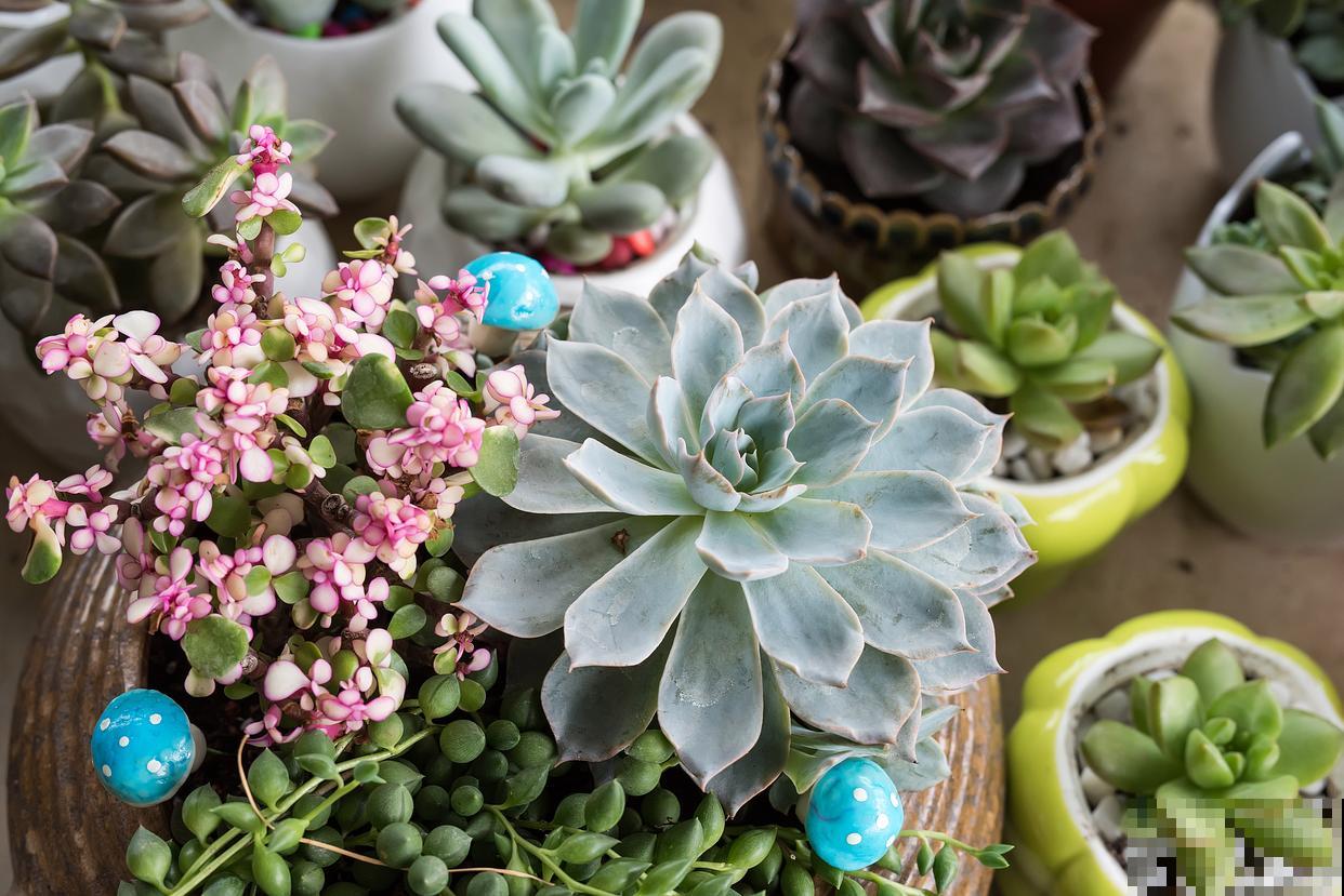 多肉植物叶子发黄是什么原因