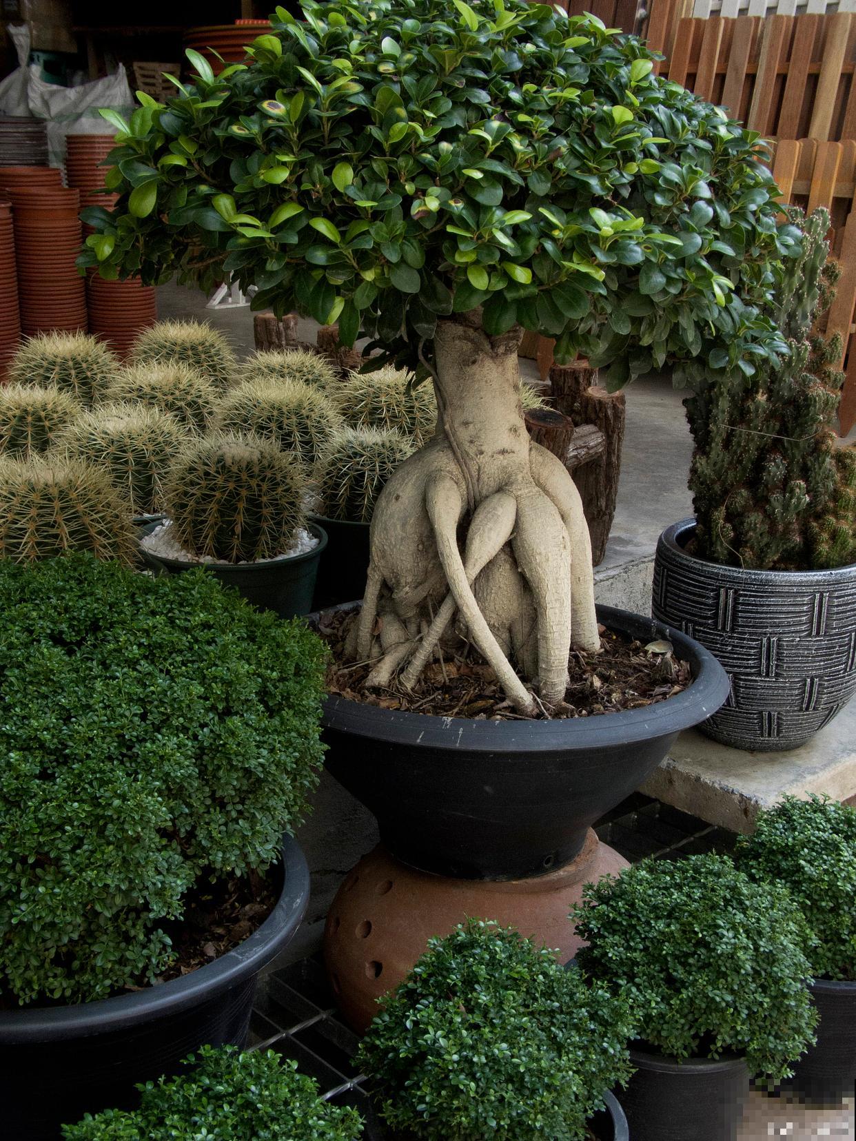 玉树老桩没根了怎么生根