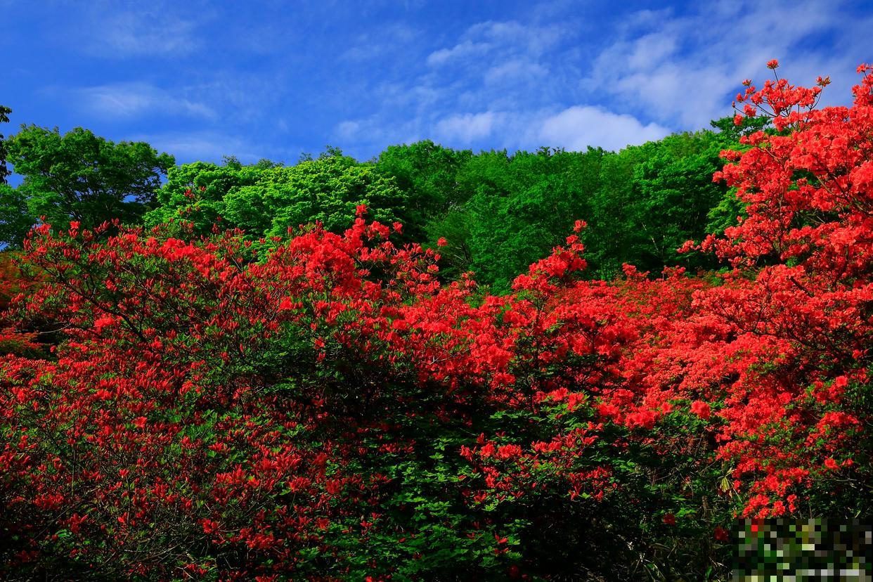 映山红怎么繁殖？