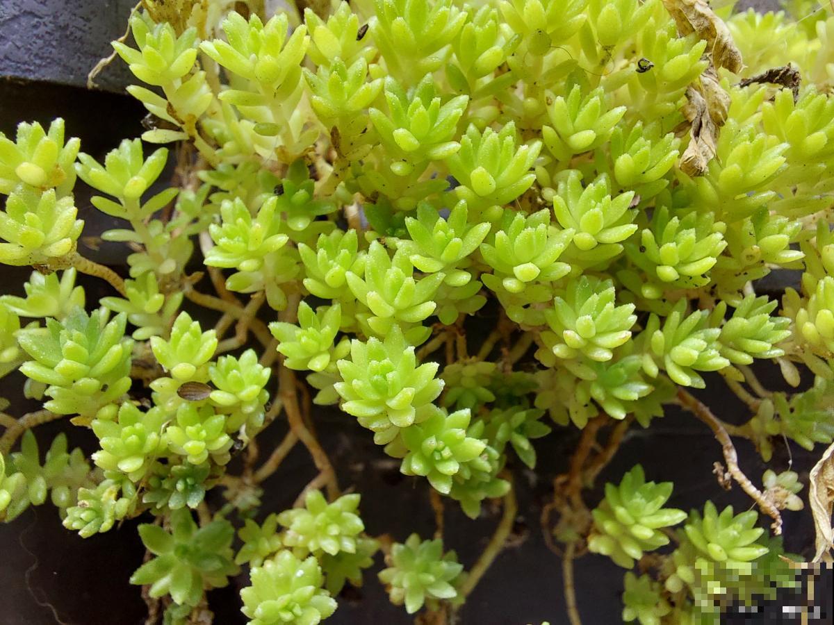 多肉景天科怎么养