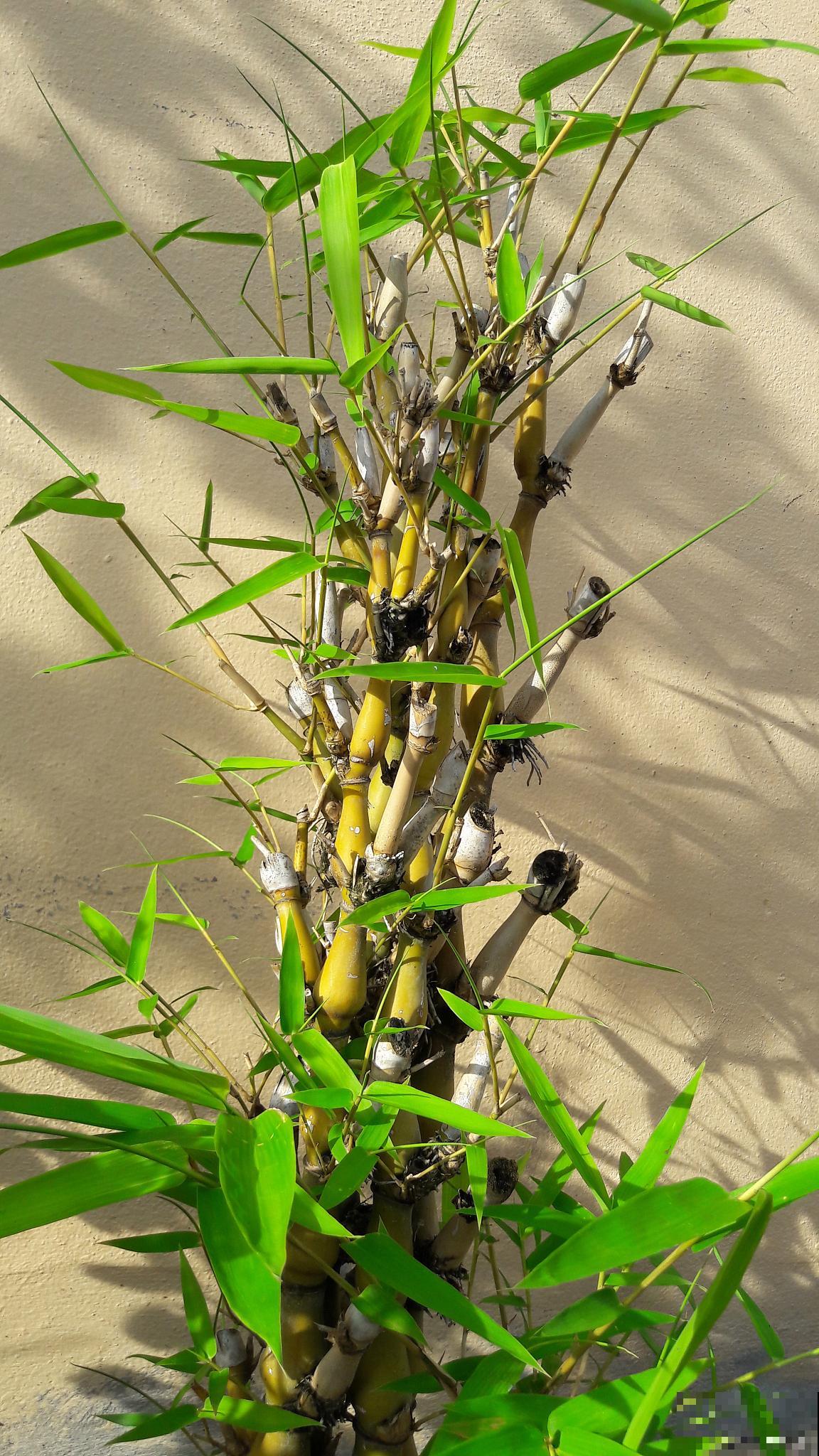 竹子什么时候开花