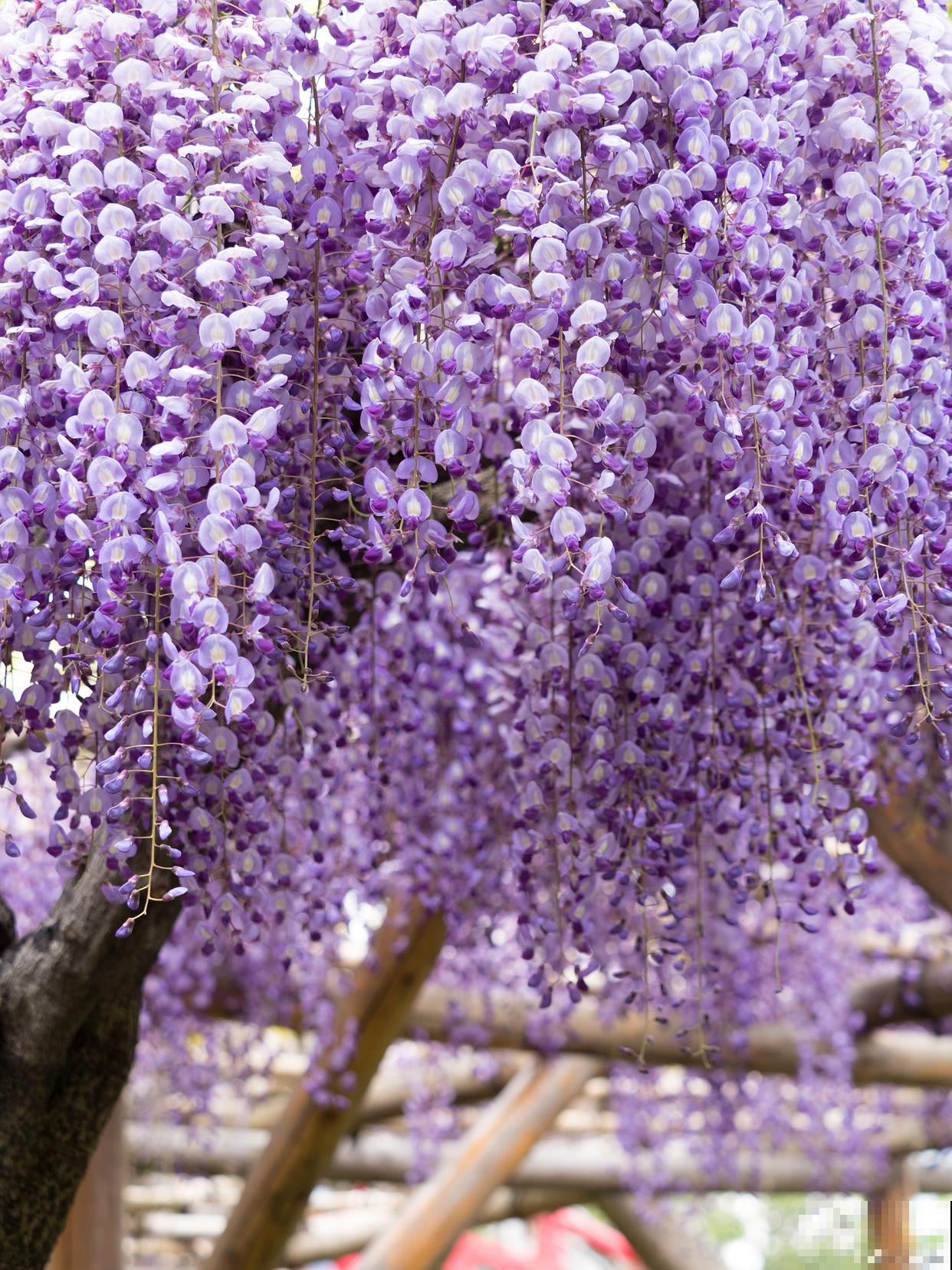 北京紫藤什么时候开花