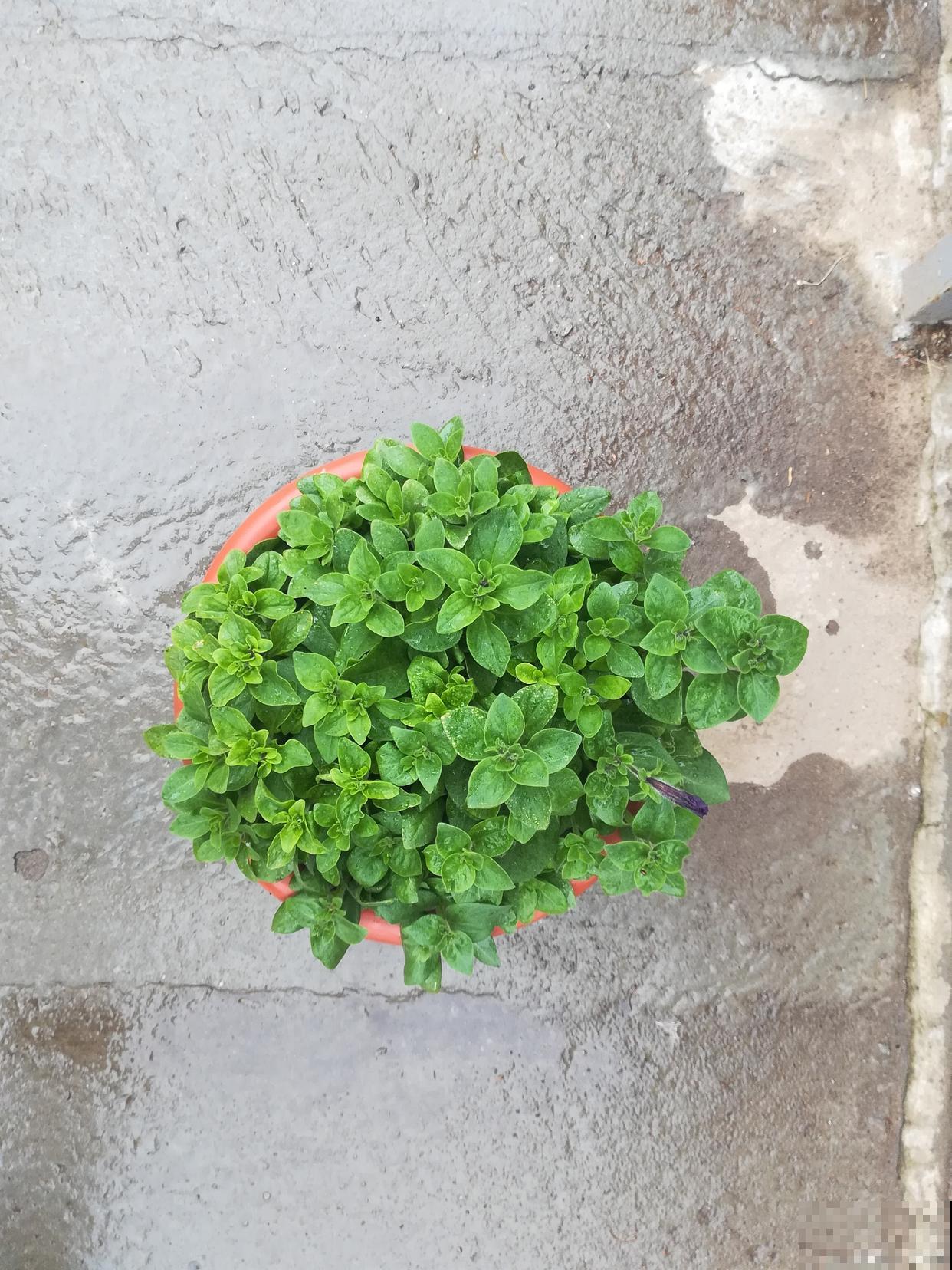 碰碰香为什么一碰就香